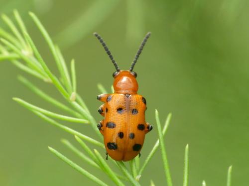 Réf. 310 159 : Crioceris duodecimpunctata